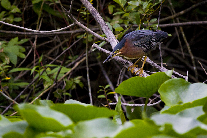 Green Heron Above Lillys